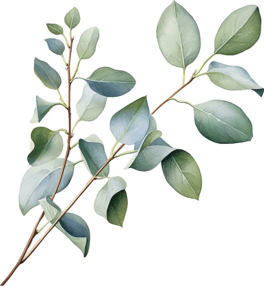 watercolor drawing, branch with eucalyptus leaves. delicate illustration vector