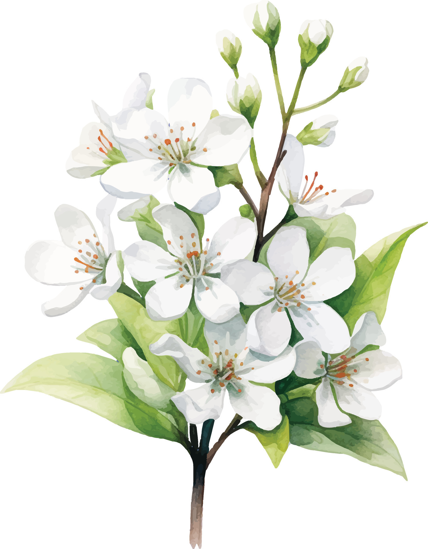 Close Indian Jasmine Flower Juhi Jasminum Auriculatum Wooden Surface Stock  Photo by ©mirzamlk 267140492
