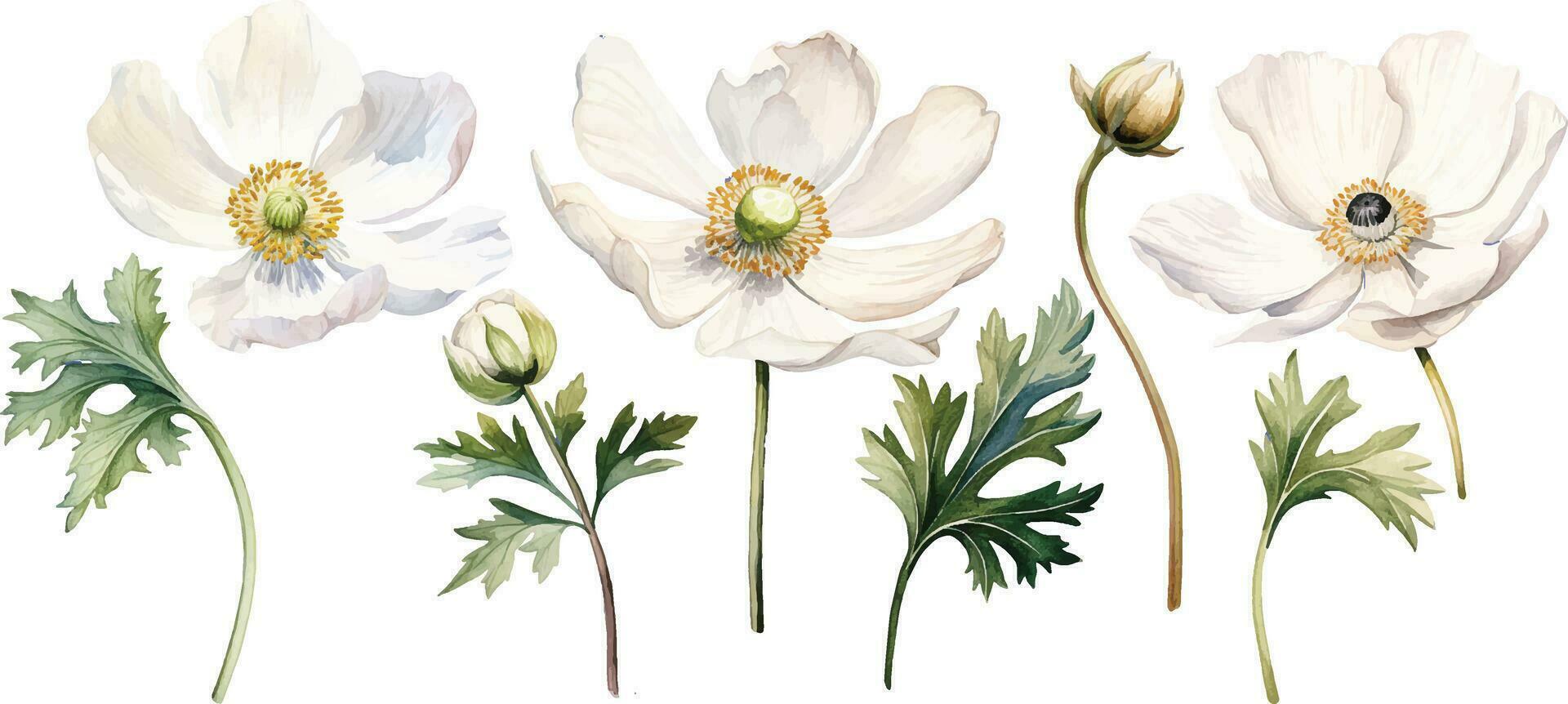 watercolor drawing white poppy, anemone. spring flower in vintage style vector