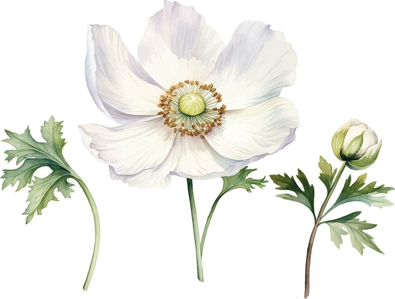 watercolor drawing white poppy, anemone. spring flower in vintage style vector