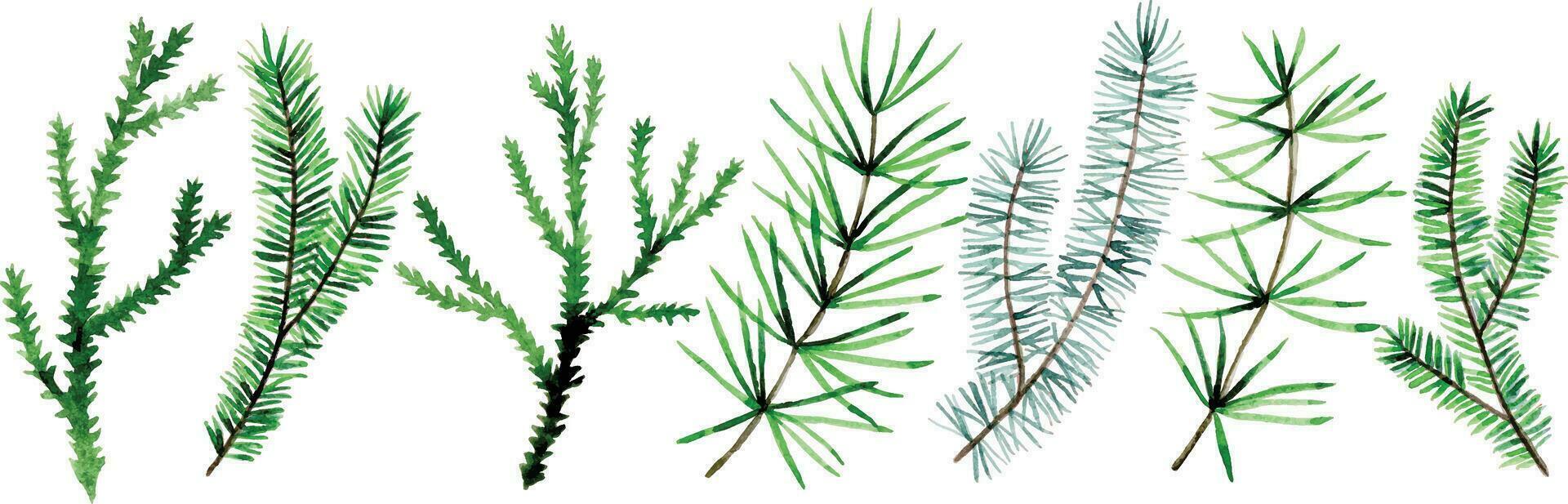 watercolor drawing, set of Christmas fir branches. Christmas tree needles vector