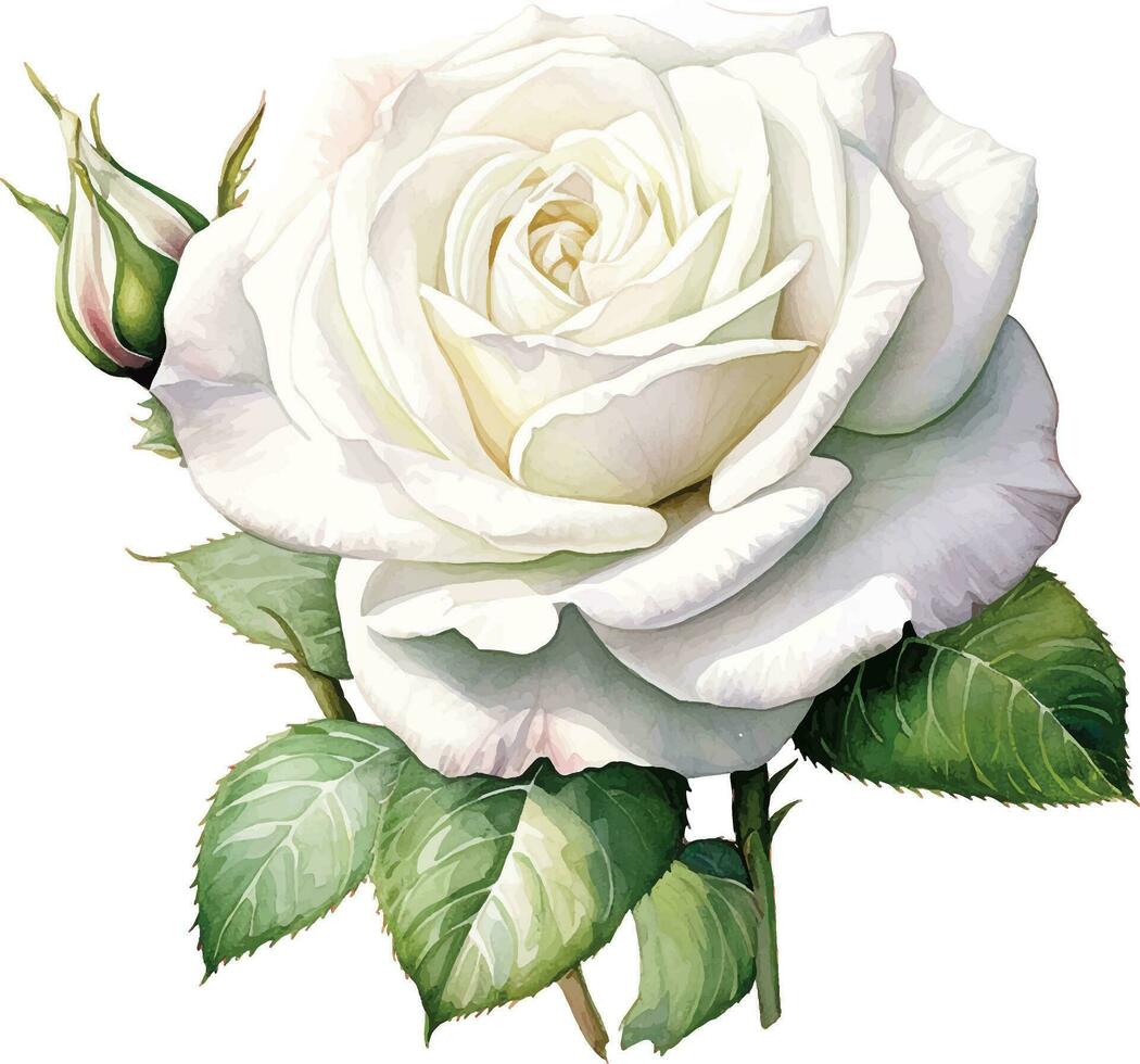watercolor drawing, white rose flower. illustration in realism style, vintage vector