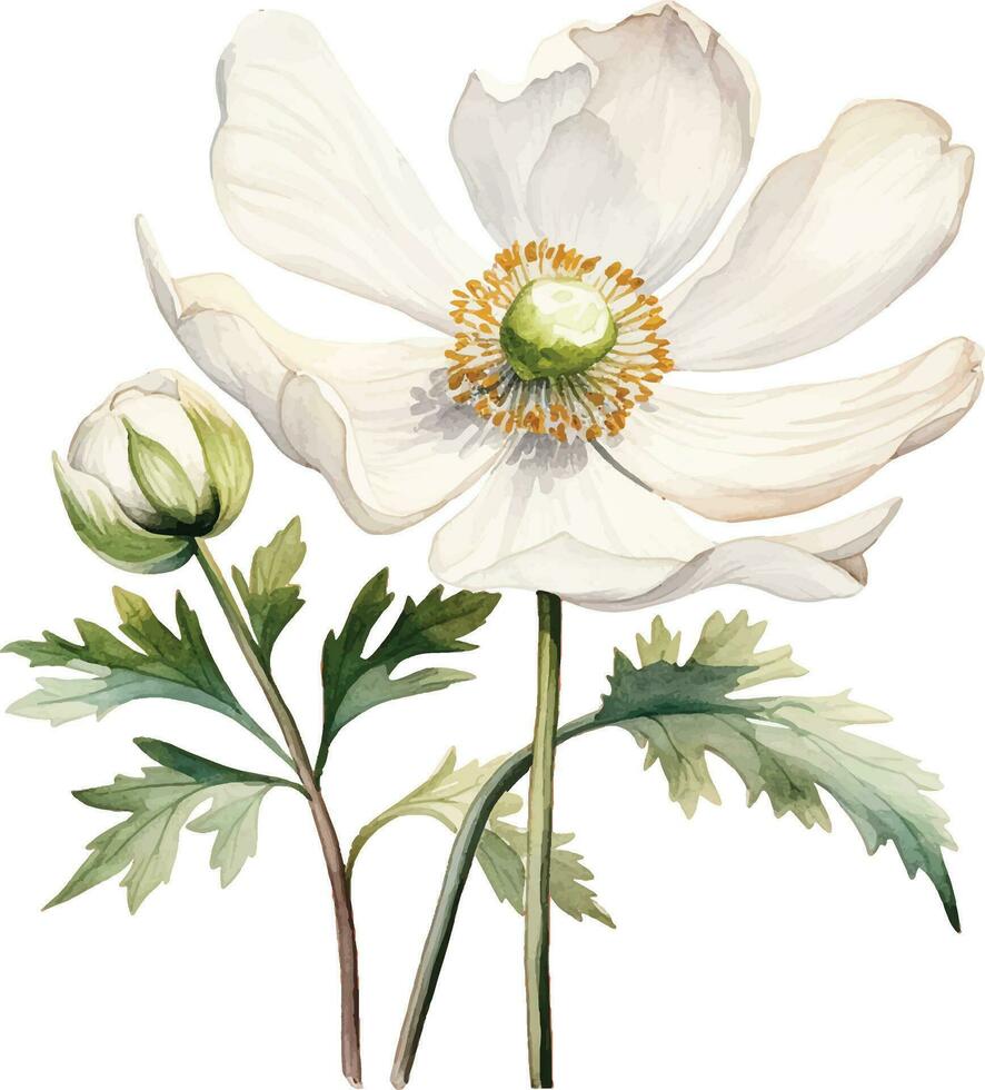 watercolor drawing white poppy, anemone. spring flower in vintage style vector