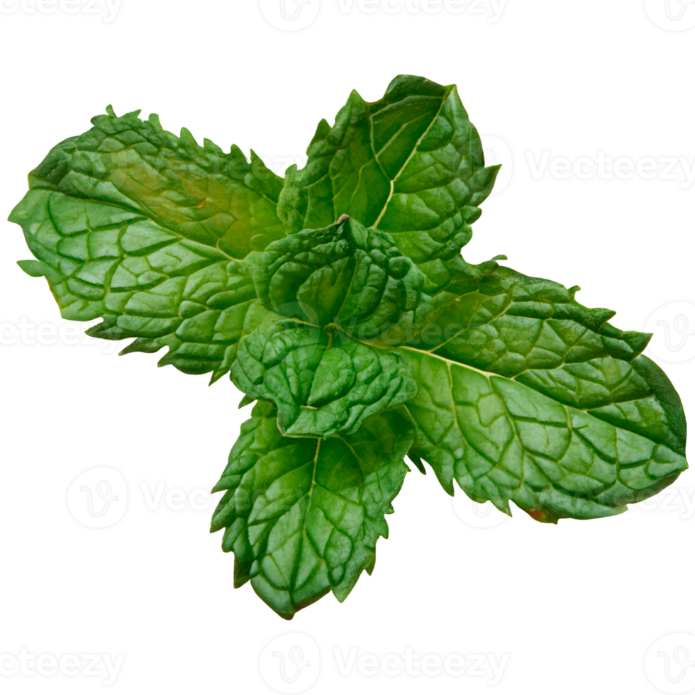 mint leaf isolated photo without background png