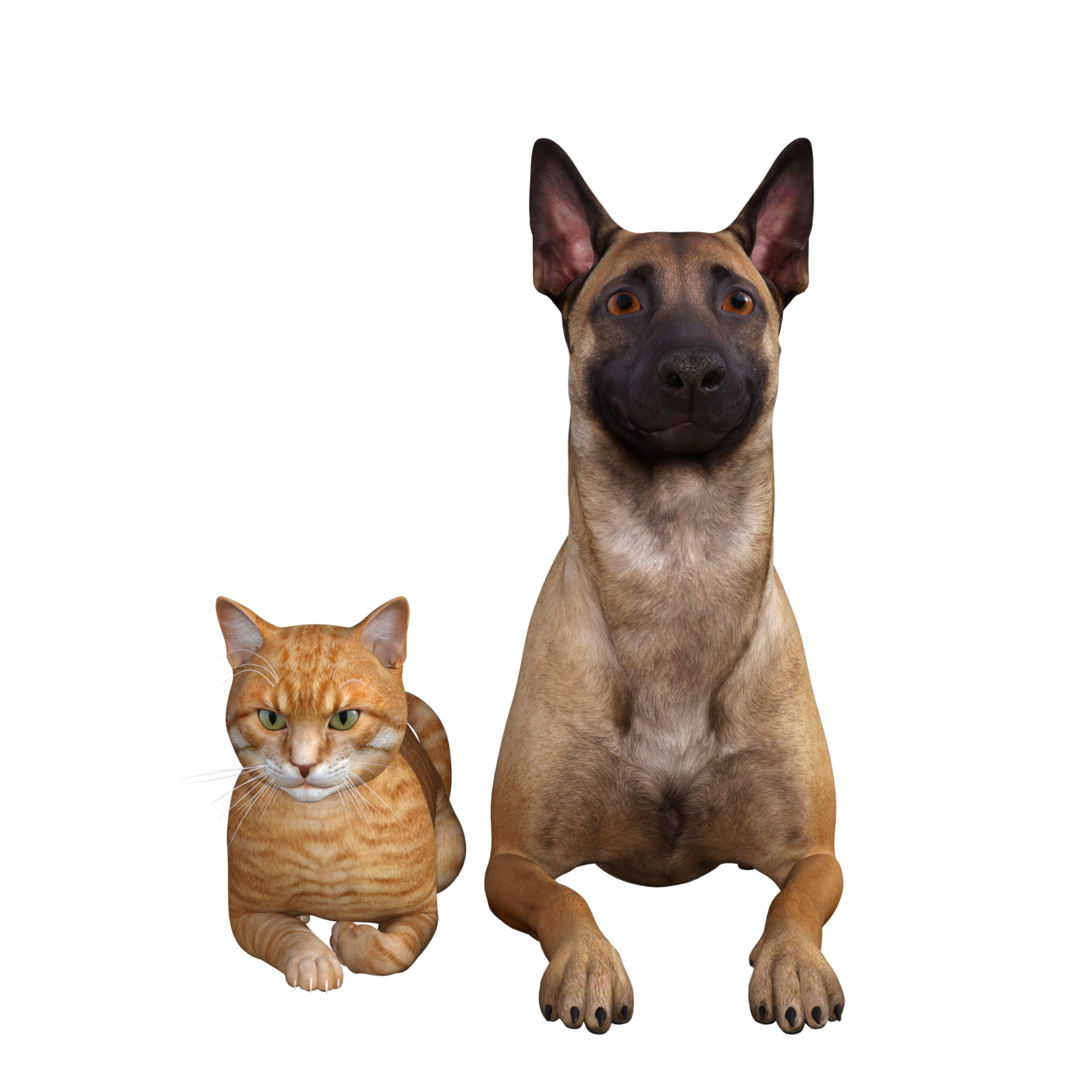 dog-and-cat-friends
