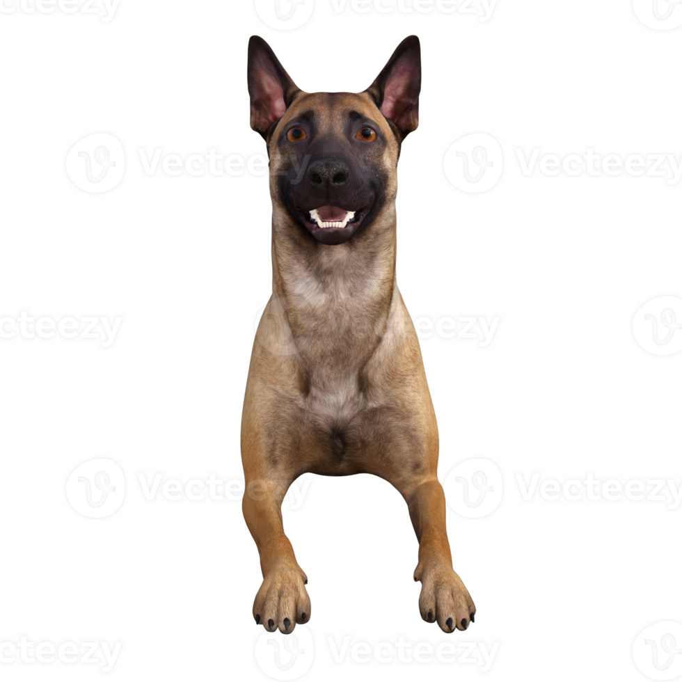 Dog isolated 3d png