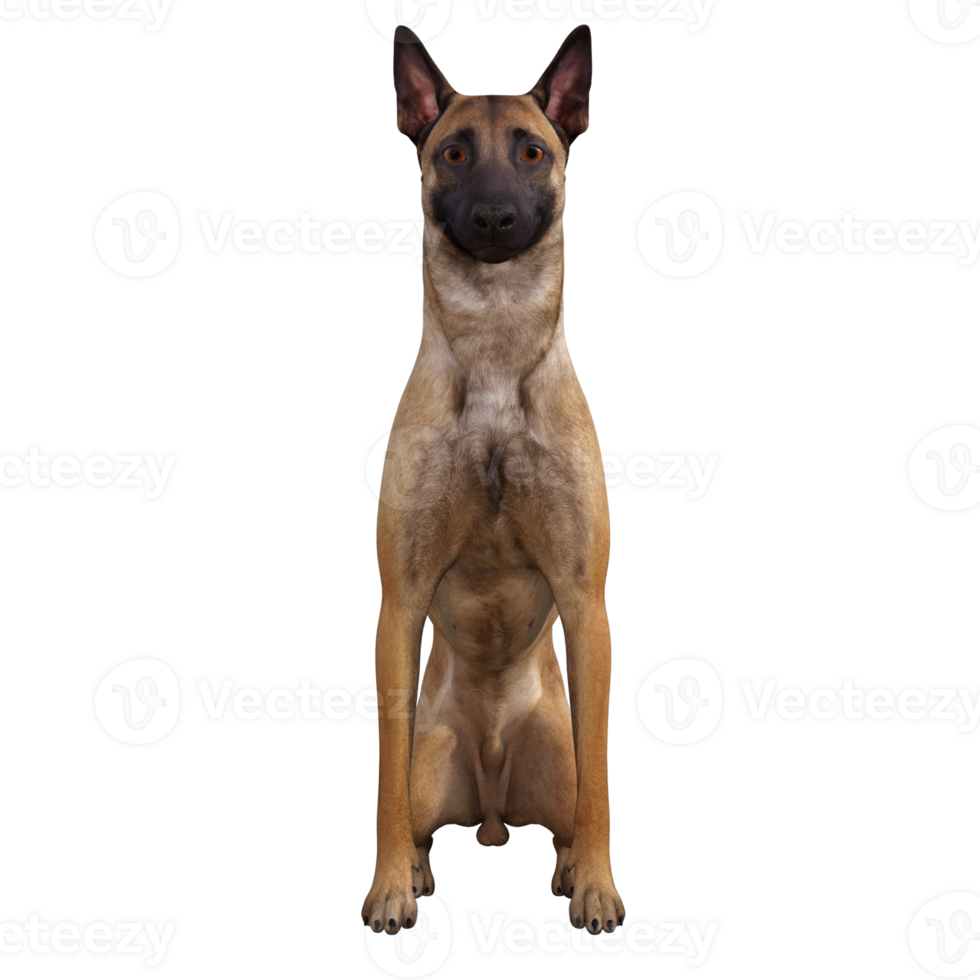 Dog isolated 3d png
