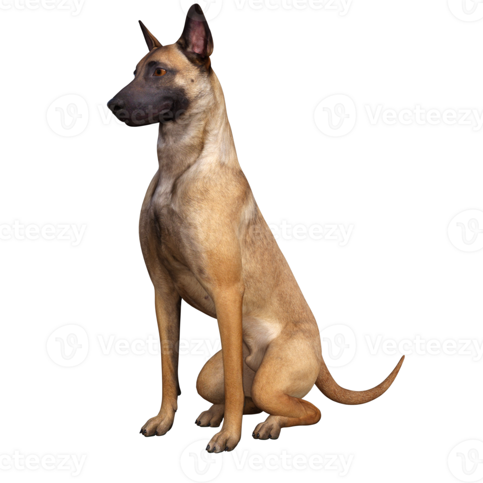 chien isolé 3d png