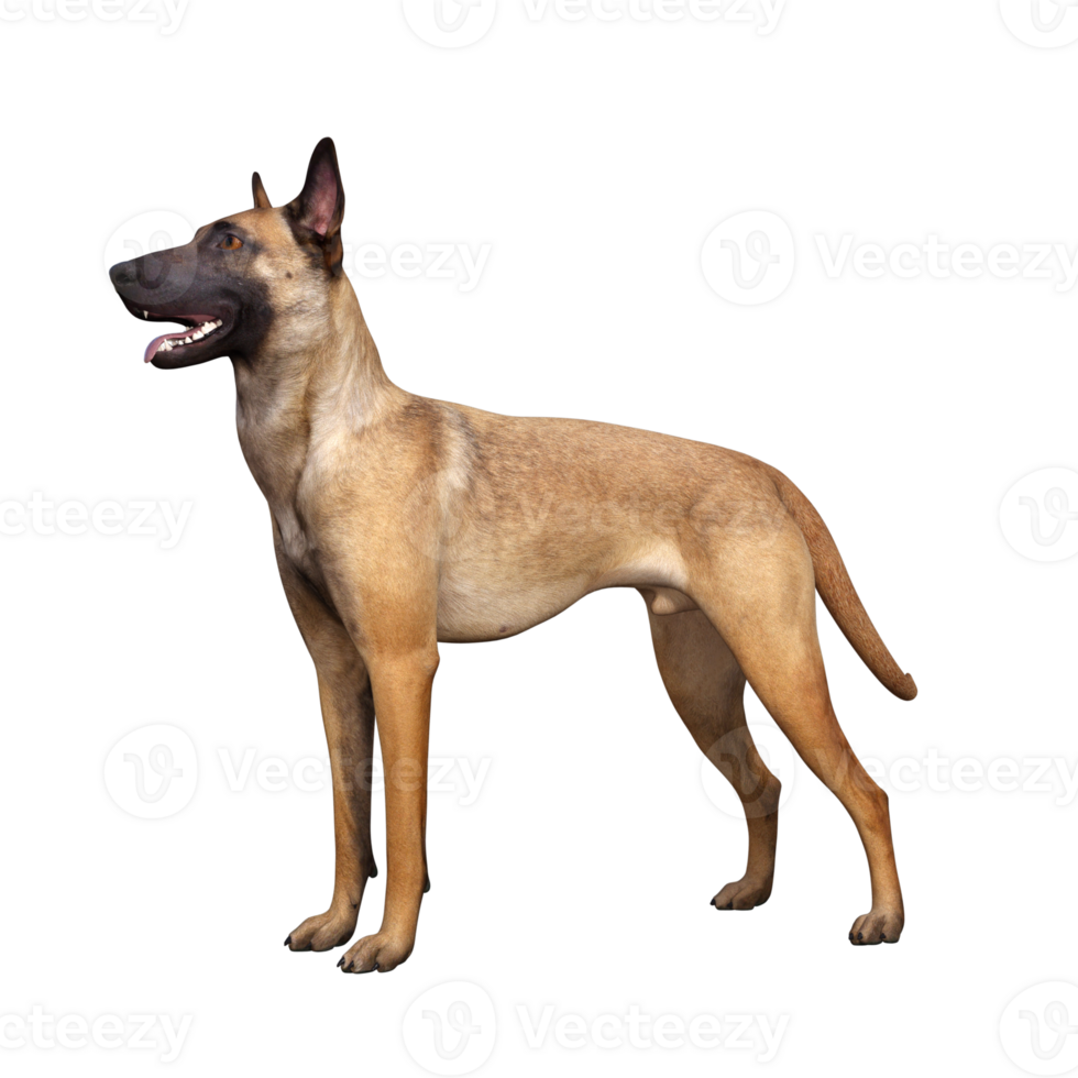 Dog isolated 3d png