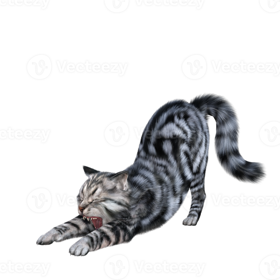 Cat isolated 3d png