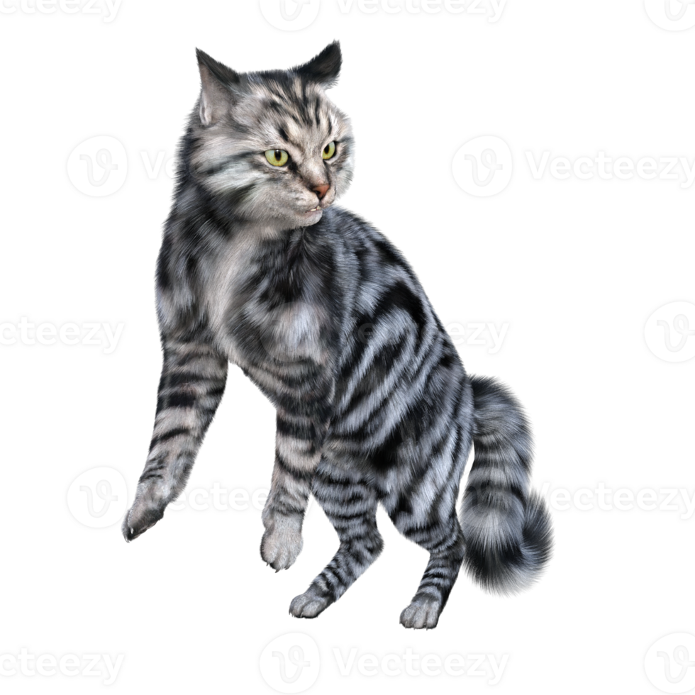 Cat isolated 3d png