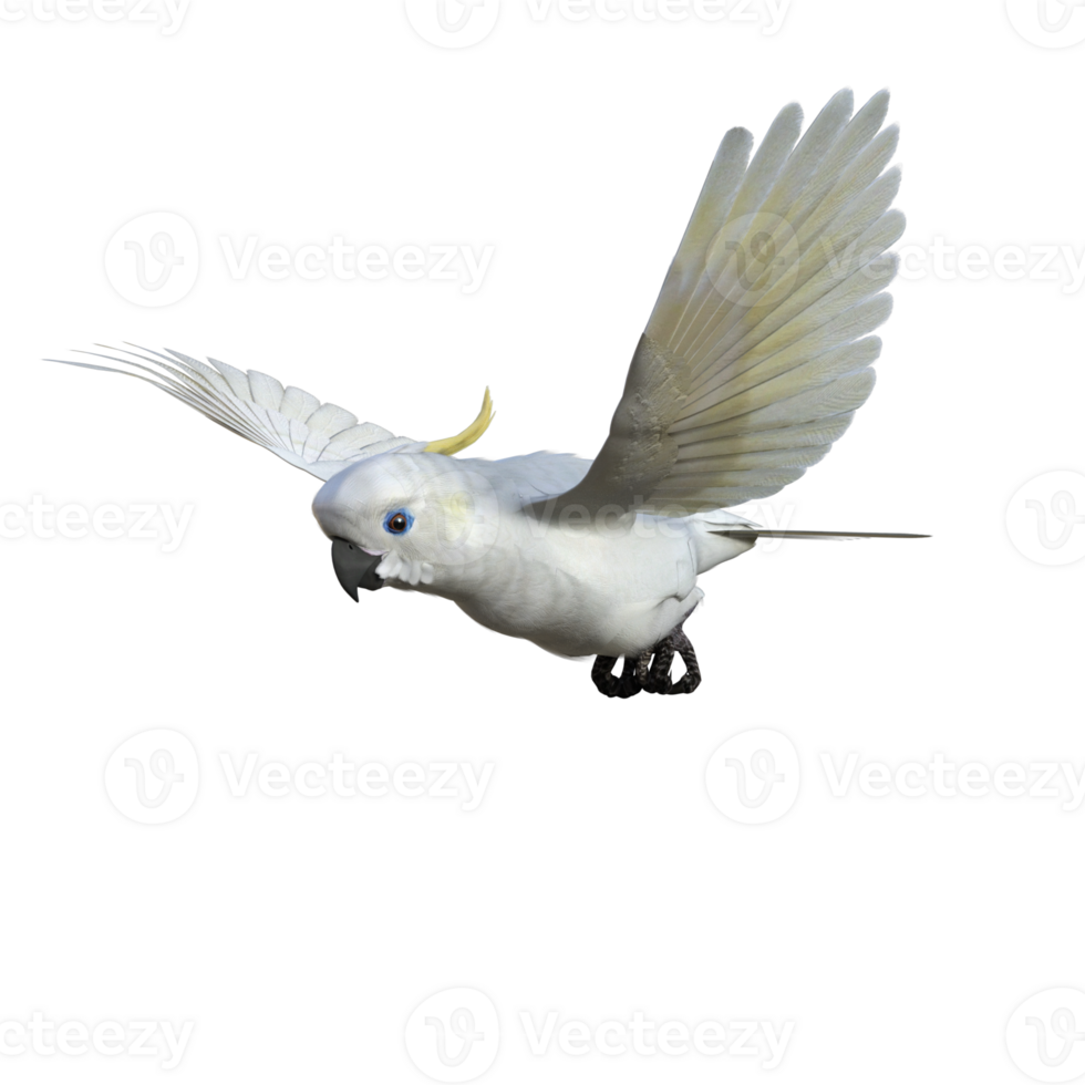 cockatoos bird isolated 3d png