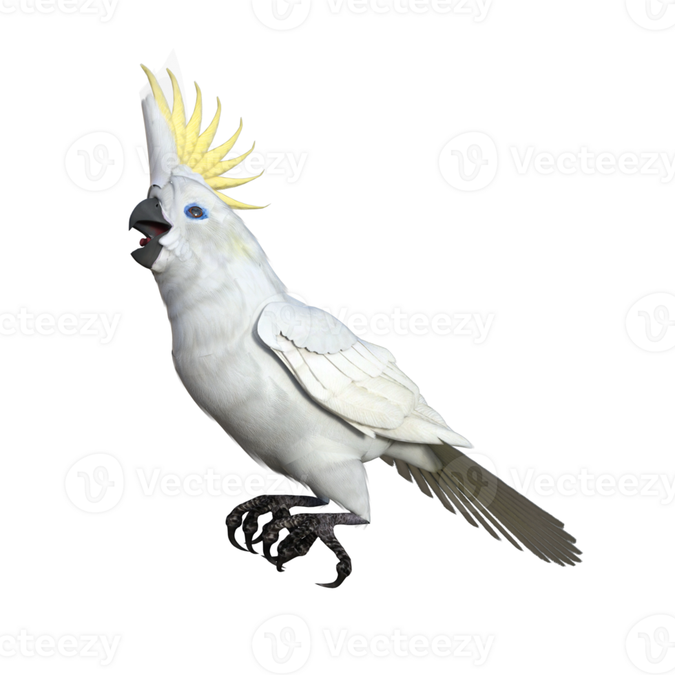 cockatoos bird isolated 3d png