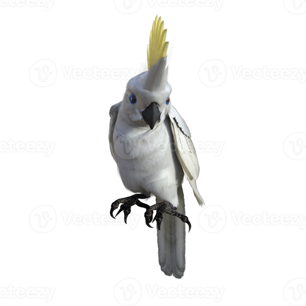 cockatoos bird isolated 3d png
