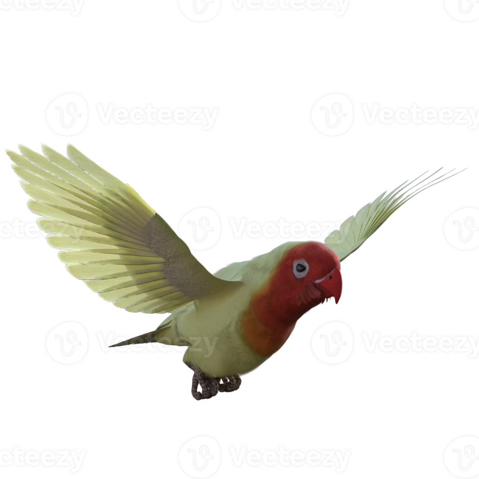 Lovebird animal isolated 3d png