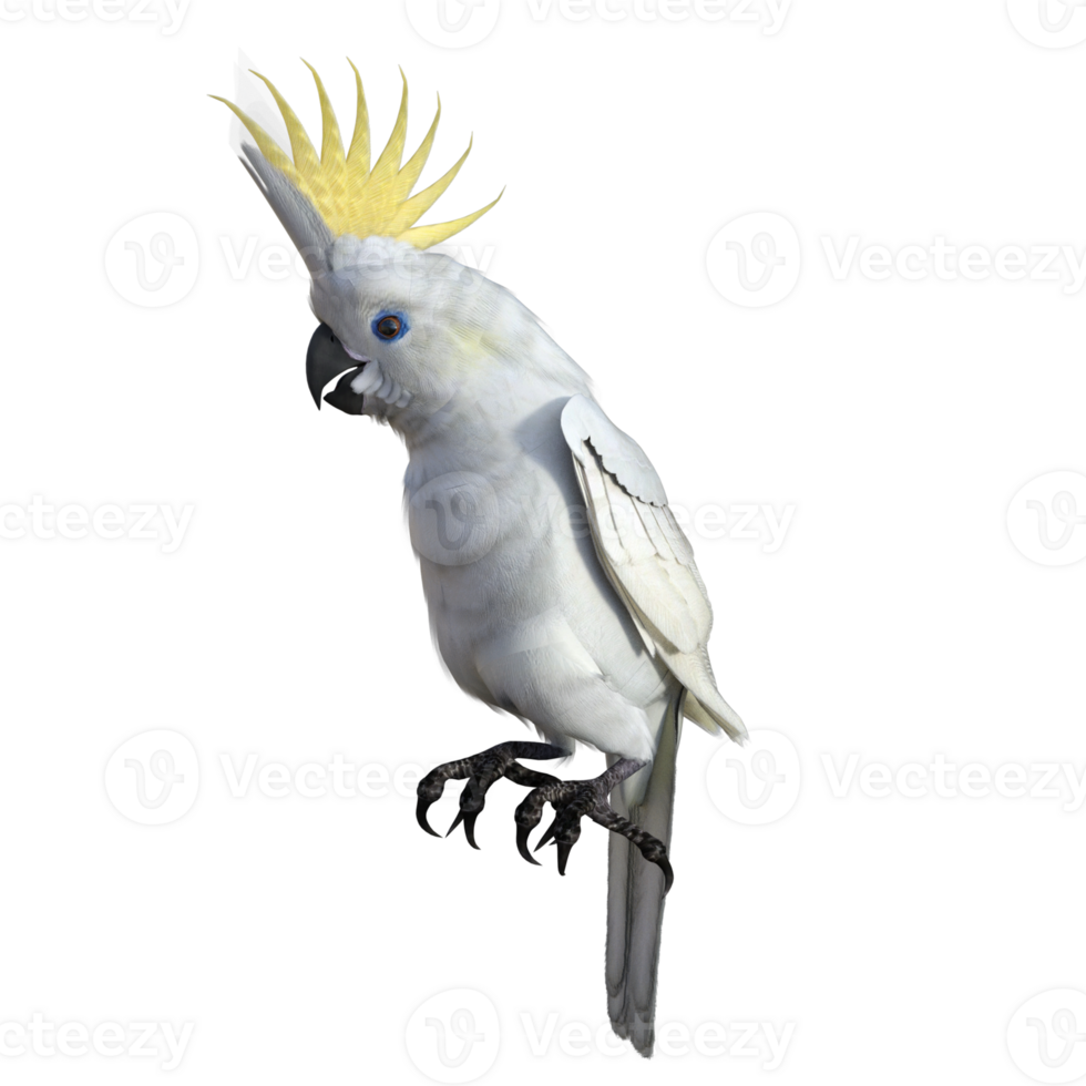 cockatoos bird isolated 3d png