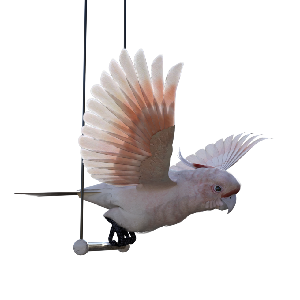 cockatoos bird isolated 3d png