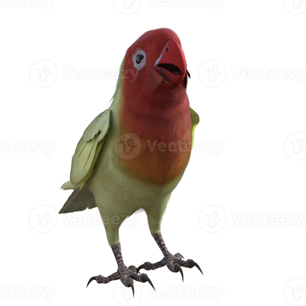Lovebird animal isolated 3d png