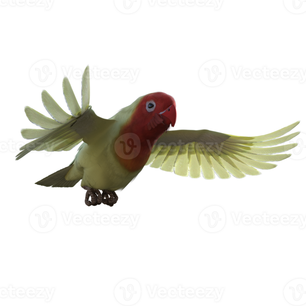 Lovebird animal isolated 3d png