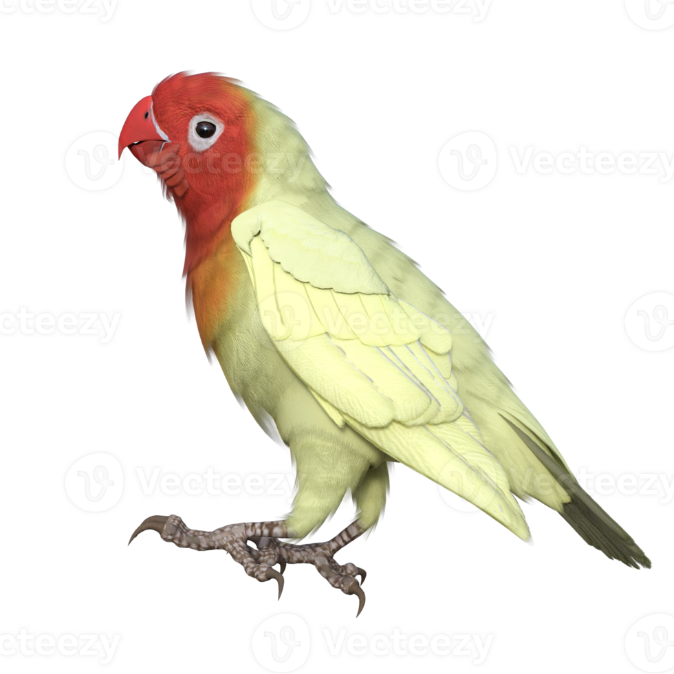 Lovebird animal isolated 3d png