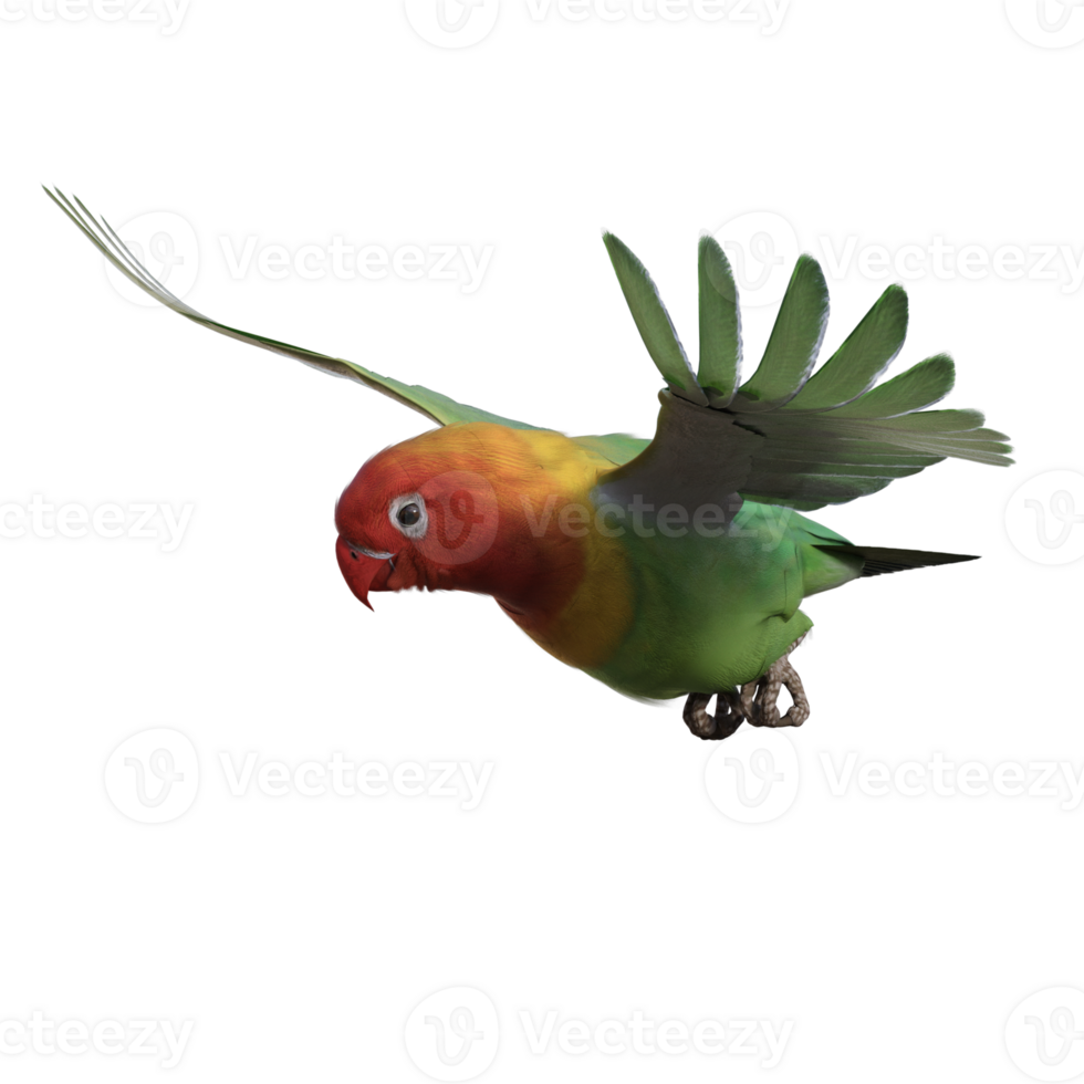 Lovebird animal isolated 3d png
