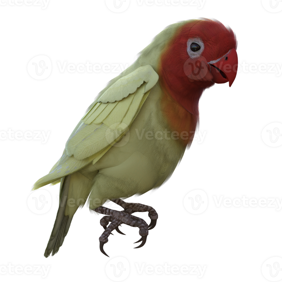 Lovebird animal isolated 3d png