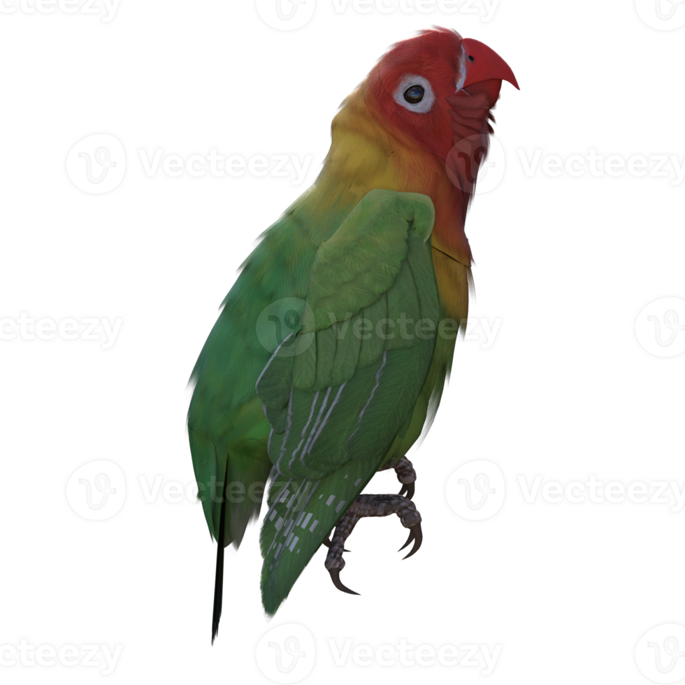 Lovebird animal isolated 3d png