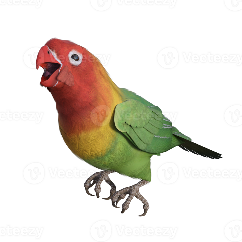 Lovebird animal isolated 3d png