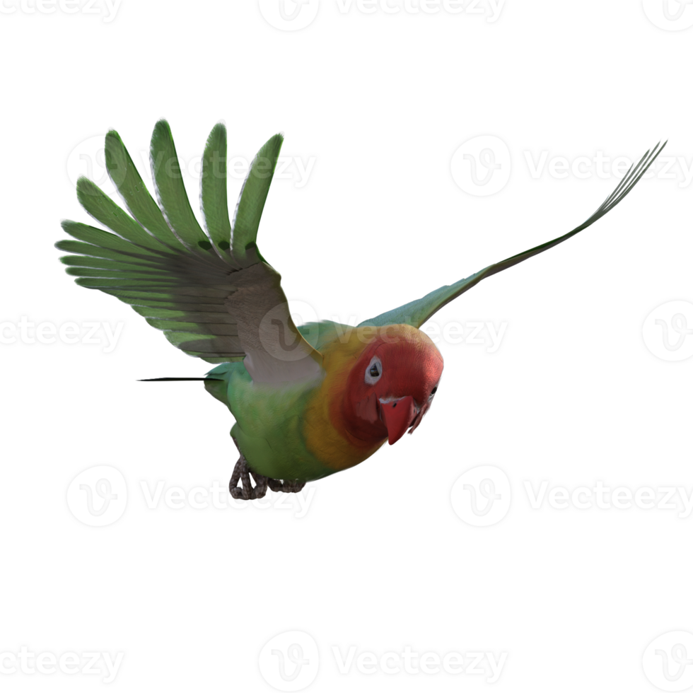 Lovebird animal isolated 3d png