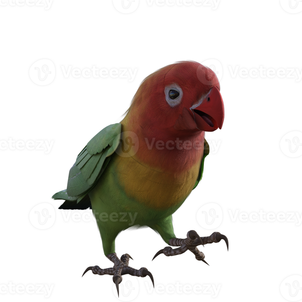 Lovebird animal isolated 3d png