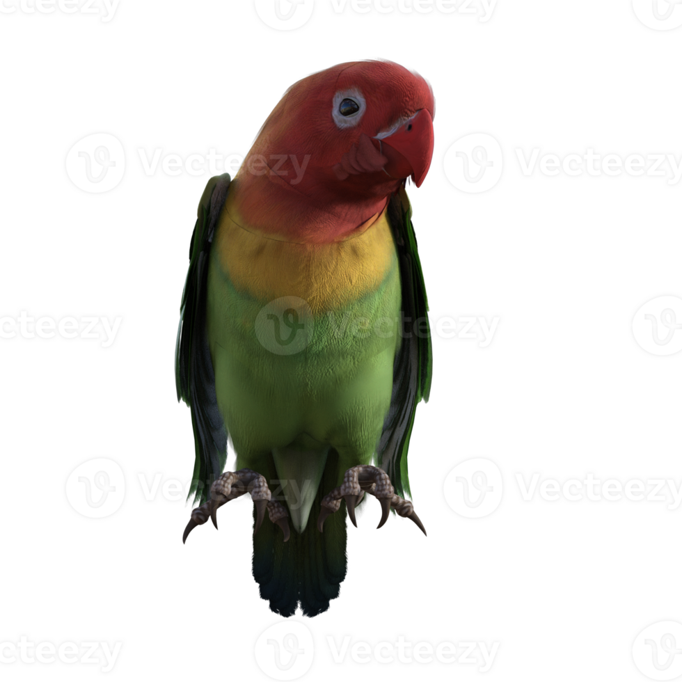 Lovebird animal isolated 3d png