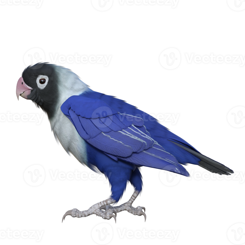 Lovebird animal isolated 3d png