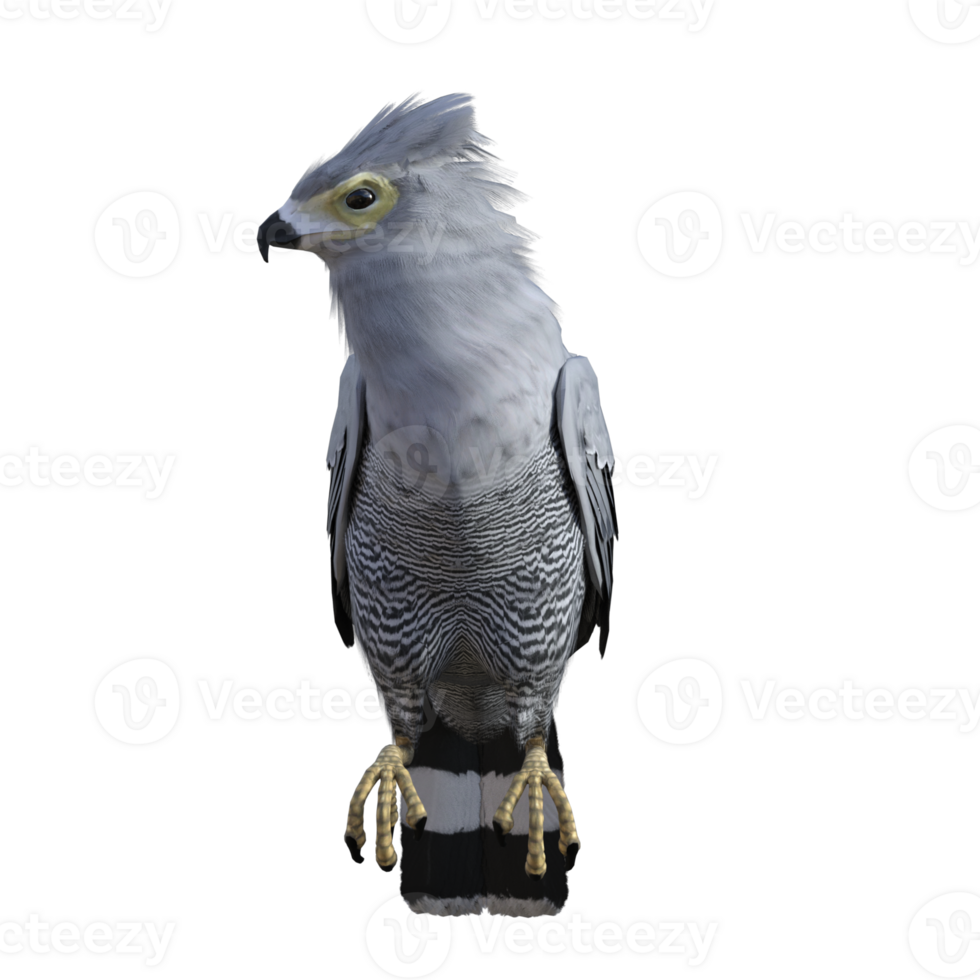 Hawk bird isolated 3d png