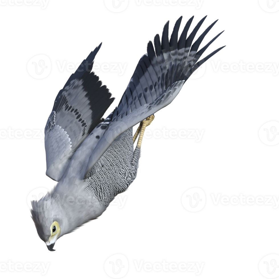 Hawk bird isolated 3d png