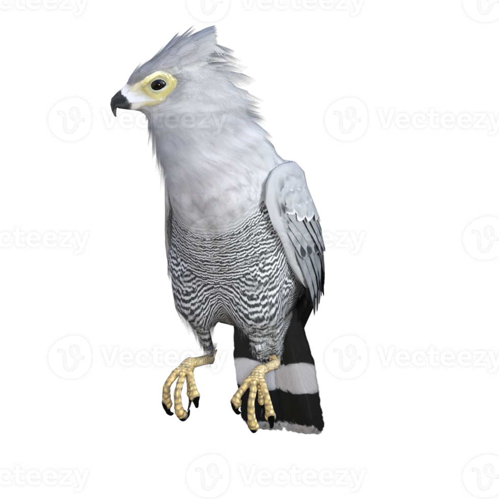 Hawk bird isolated 3d png