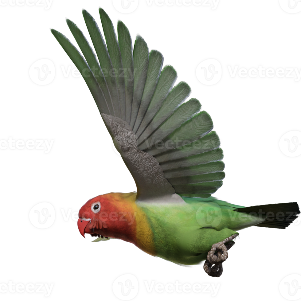 Lovebird animal isolated 3d png