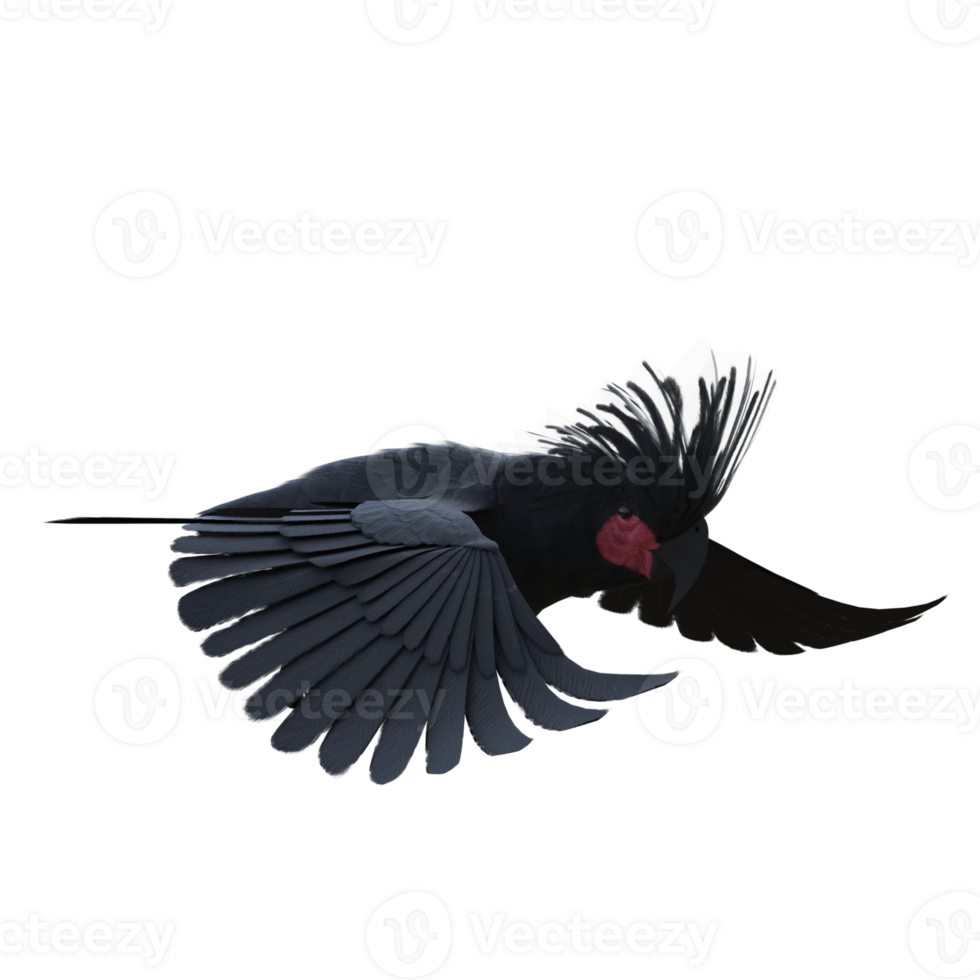bird cockatoo isolated 3d png
