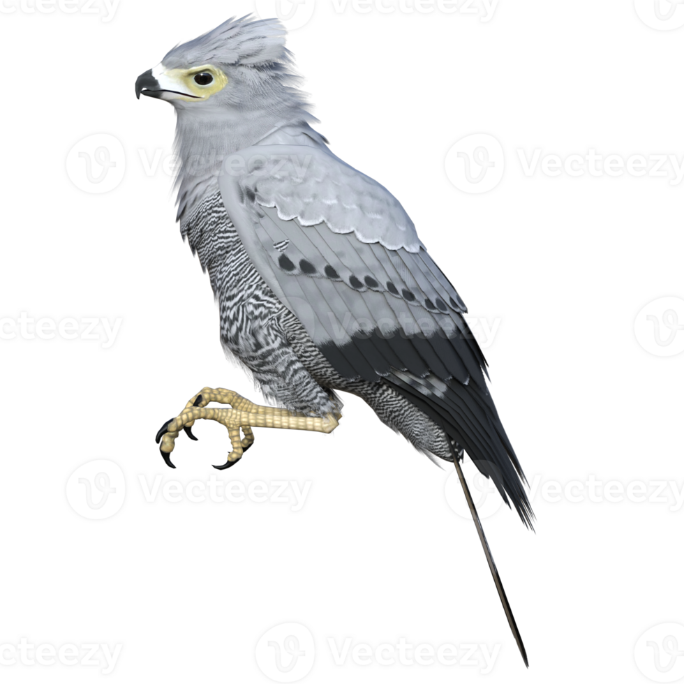 Hawk bird isolated 3d png
