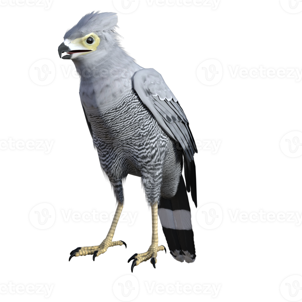 Hawk bird isolated 3d png
