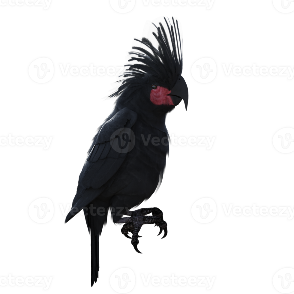 bird cockatoo isolated 3d png