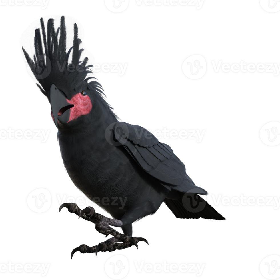 bird cockatoo isolated 3d png