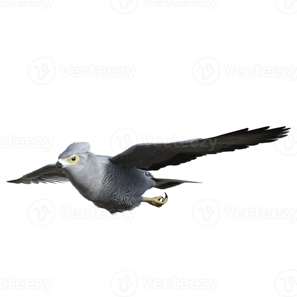Hawk bird isolated 3d png