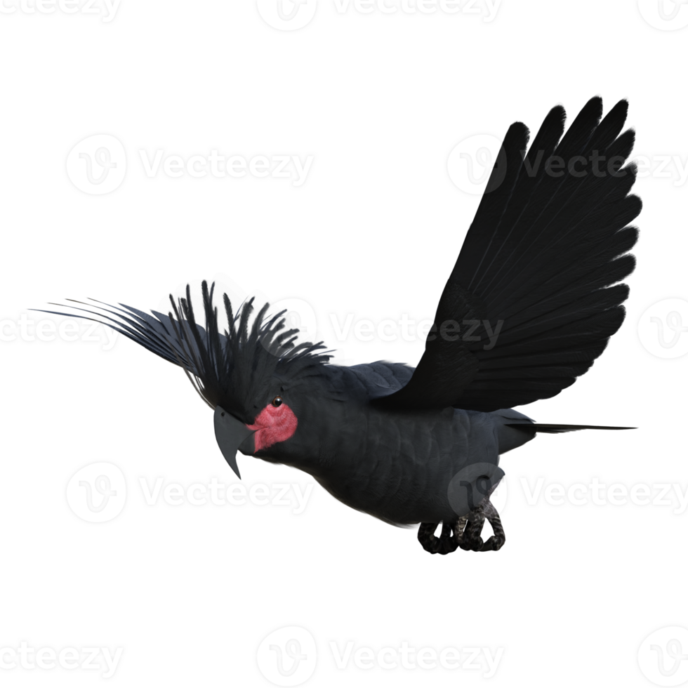 bird cockatoo isolated 3d png