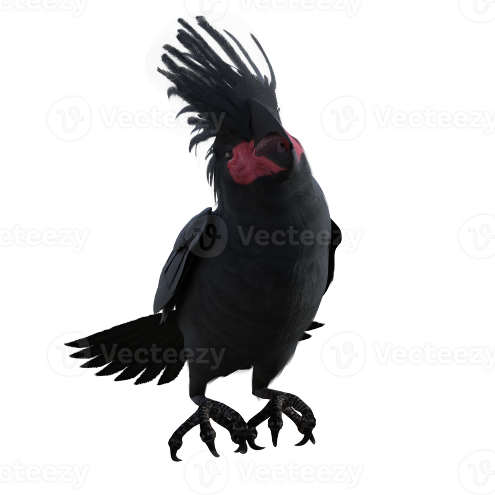 bird cockatoo isolated 3d png
