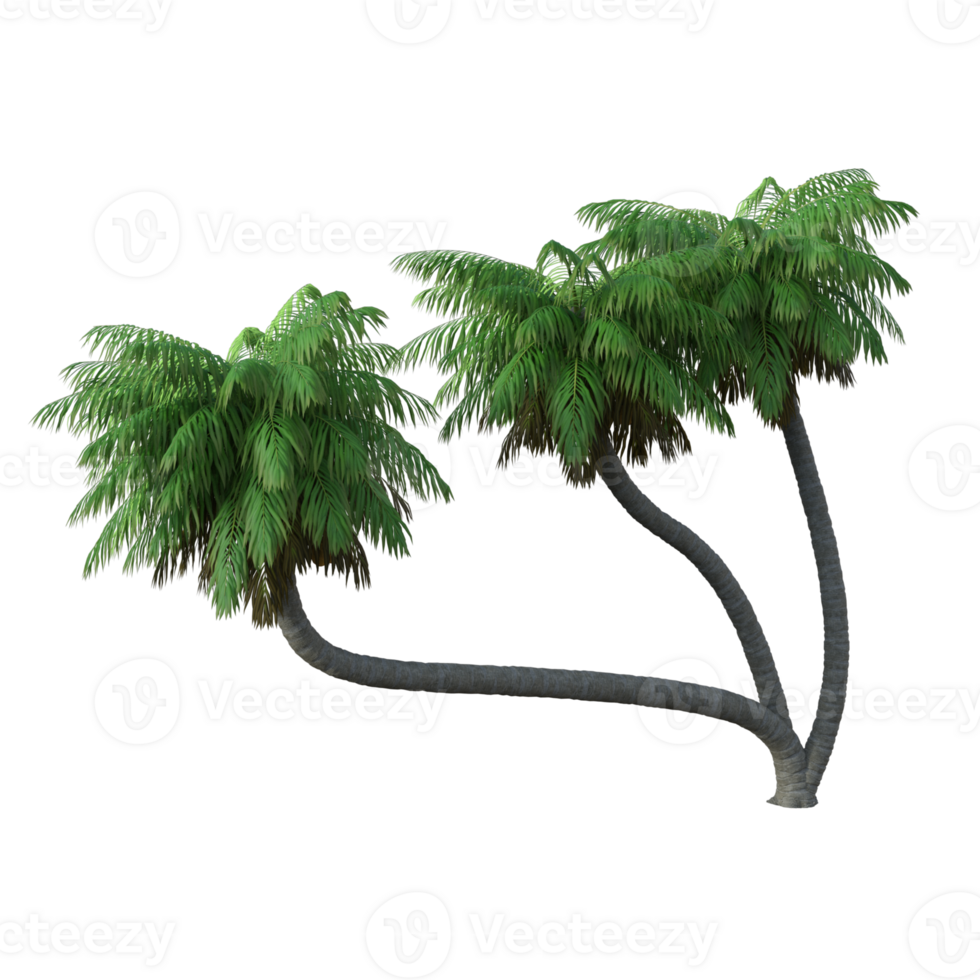 Palme Baum isoliert 3d png