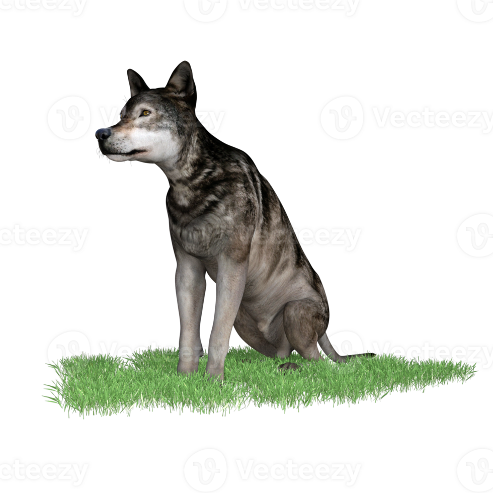 Wolf animal isolated 3D png