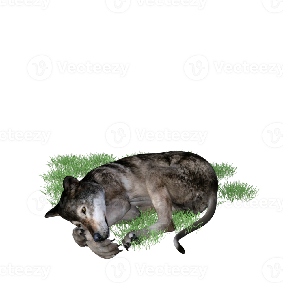 Wolf animal isolated 3D png