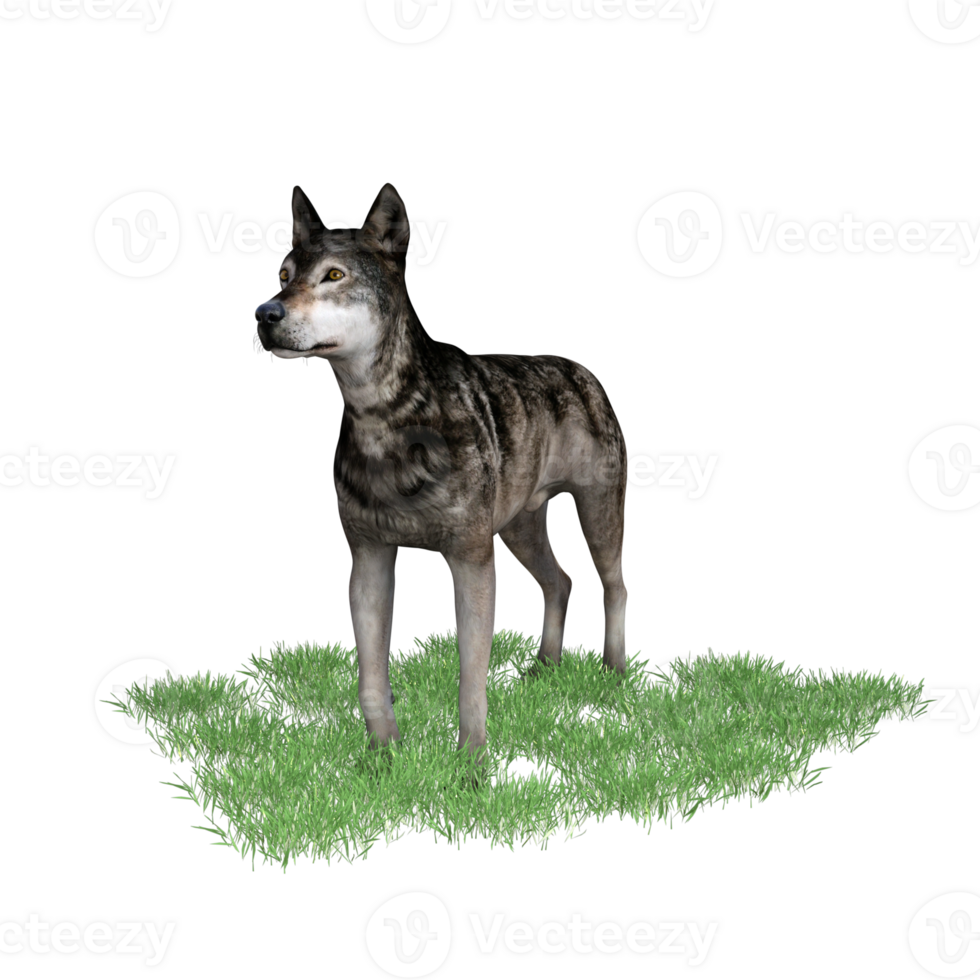 lupo animale isolato 3d png