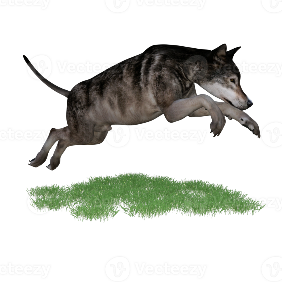 Wolf animal isolated 3D png