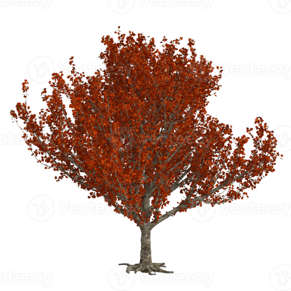 albero isolato 3d png